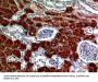 Anti-RNase III Drosha Antibody