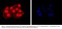 Anti-Transcriptional repressor CTCF CTCF Antibody