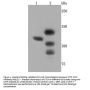 Anti-Transcriptional repressor CTCF CTCF Antibody
