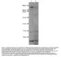 Anti-Huntington HTT Antibody