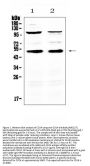 Anti-CD14 Antibody Picoband®