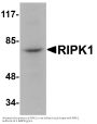 Anti-RIPK1 Antibody