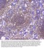 Anti-BCL6 Antibody Picoband®