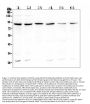 Anti-BCL6 Antibody Picoband®