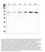 Anti-BCL6 Antibody Picoband®