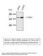 Anti-Glut1 SLC2A1 Antibody