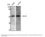 Anti-Glut1 SLC2A1 Antibody