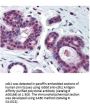 Anti-Cyclin-dependent kinase 2 cdk2 Antibody