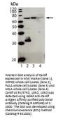 Anti-Cardif MAVS Antibody