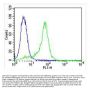 Anti-MAPK14 Antibody (Y323)
