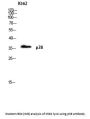 Anti-p38 MAPK14 Antibody