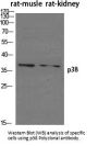 Anti-p38 MAPK14 Antibody
