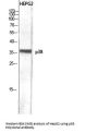 Anti-p38 MAPK14 Antibody