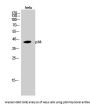Anti-p38 MAPK14 Antibody