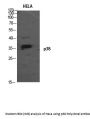 Anti-p38 MAPK14 Antibody