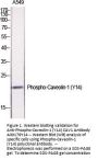 Anti-Phospho-Caveolin-1 (Y14) CAV1 Antibody