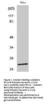 Anti-Phospho-Caveolin-1 (Y14) CAV1 Antibody