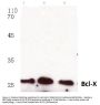 Anti-Bcl-X (S56) BCL2L1 Antibody