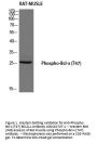 Anti-Phospho-Bcl-x (T47) BCL2L1 Antibody