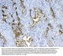 Anti-MUC1 Antibody Picoband®