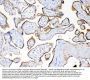 Anti-MUC1 Antibody Picoband®