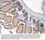 Anti-MUC1 Antibody Picoband®