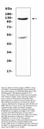 Anti-MUC1 Antibody Picoband®