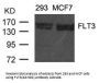 Anti-FLT3(Ab-591) Antibody