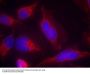 Anti-FLT3(Ab-591) Antibody