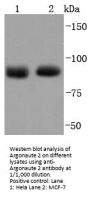 Anti-Argonaute 2 AGO2 Antibody