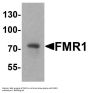 Anti-FMR1 Antibody