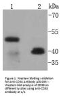 Anti-CD38 Antibody