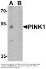 Anti-PINK1 Antibody