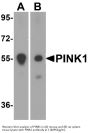 Anti-PINK1 Antibody