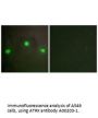 Anti-Transcriptional regulator ATRX ATRX Antibody
