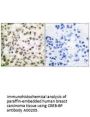Anti-CREB-BP Antibody