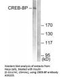 Anti-CREB-BP Antibody