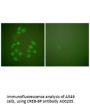 Anti-CREB-BP Antibody