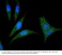 Anti-Transforming protein RhoA RhoA Antibody