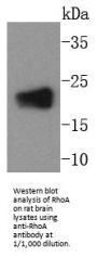 Anti-Transforming protein RhoA RhoA Antibody