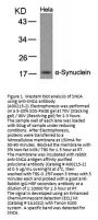 Anti-a-Synuclein (Ab-133) SNCA Antibody