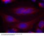 Anti-a-Synuclein (Ab-133) SNCA Antibody