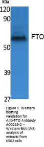 Anti-FTO Antibody