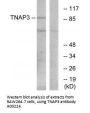 Anti-TNAP3 TNFAIP3 Antibody