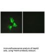 Anti-TNAP3 TNFAIP3 Antibody