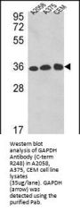 Anti-GAPDH Antibody (C-term R248)