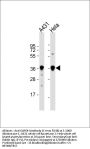 Anti-GAPDH Antibody (C-term R248)