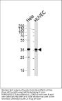Anti-GAPDH Antibody (C-term R248)