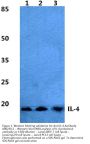 Anti-IL-4 Antibody
