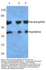 Anti-Vimentin (phospho-S56) Antibody